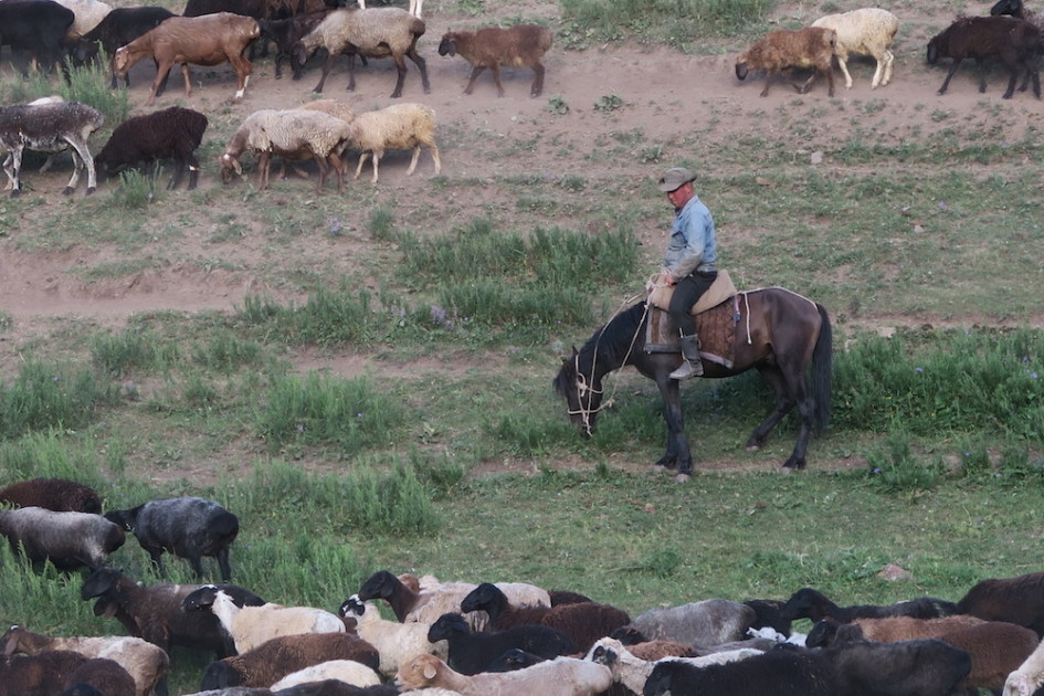 Jailoos met kudde, Kyrgyzstan
